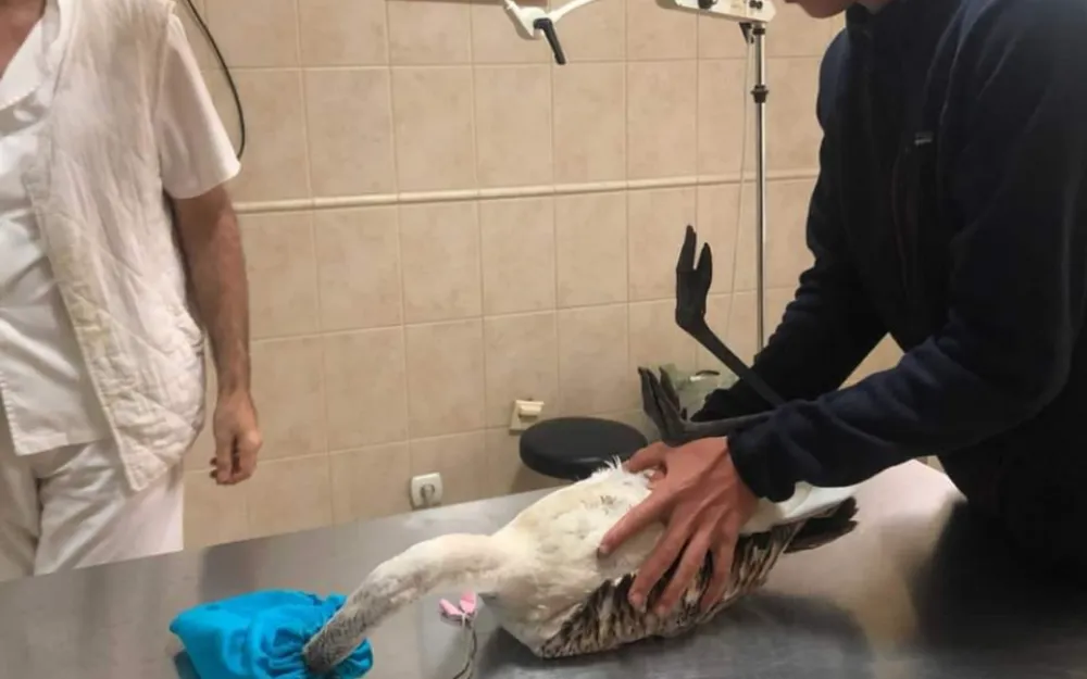 Upucan flamingos u Ulcinjskoj solani