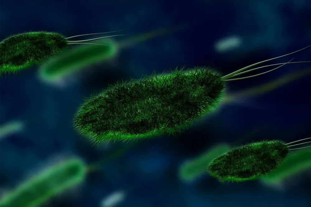 Raste broj smrtnih slučajeva od Marburg virusa u Ruandi: Izvor epidemije nejasan