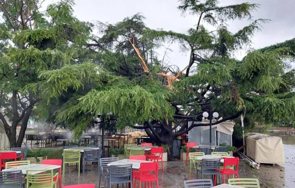 Bar: Grom prepolovio stablo