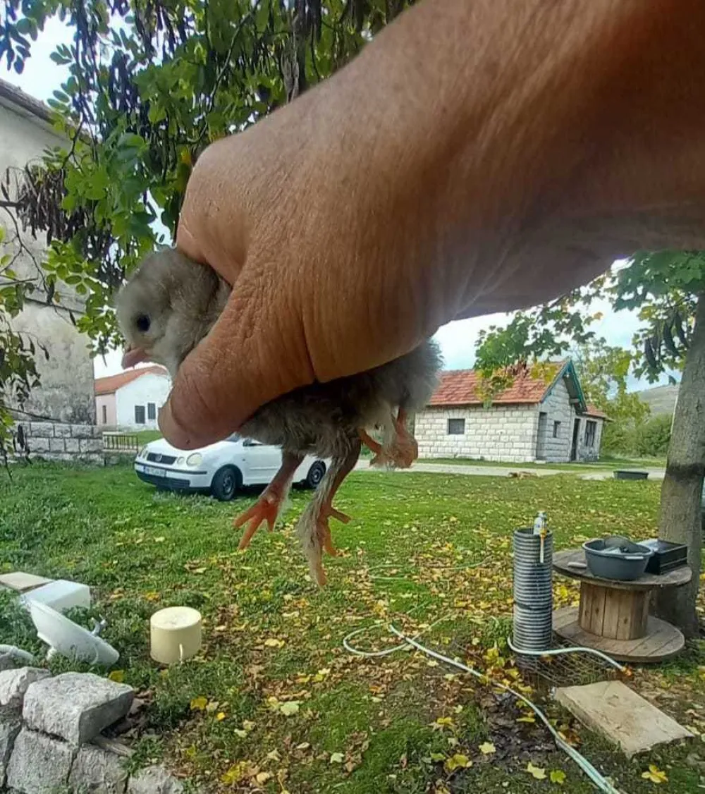 (FOTO) U&nbsp;gazdinstvu Radmile Popović kod Nik&scaron;ića:&nbsp;Kvočka izlegla pile sa četiri noge