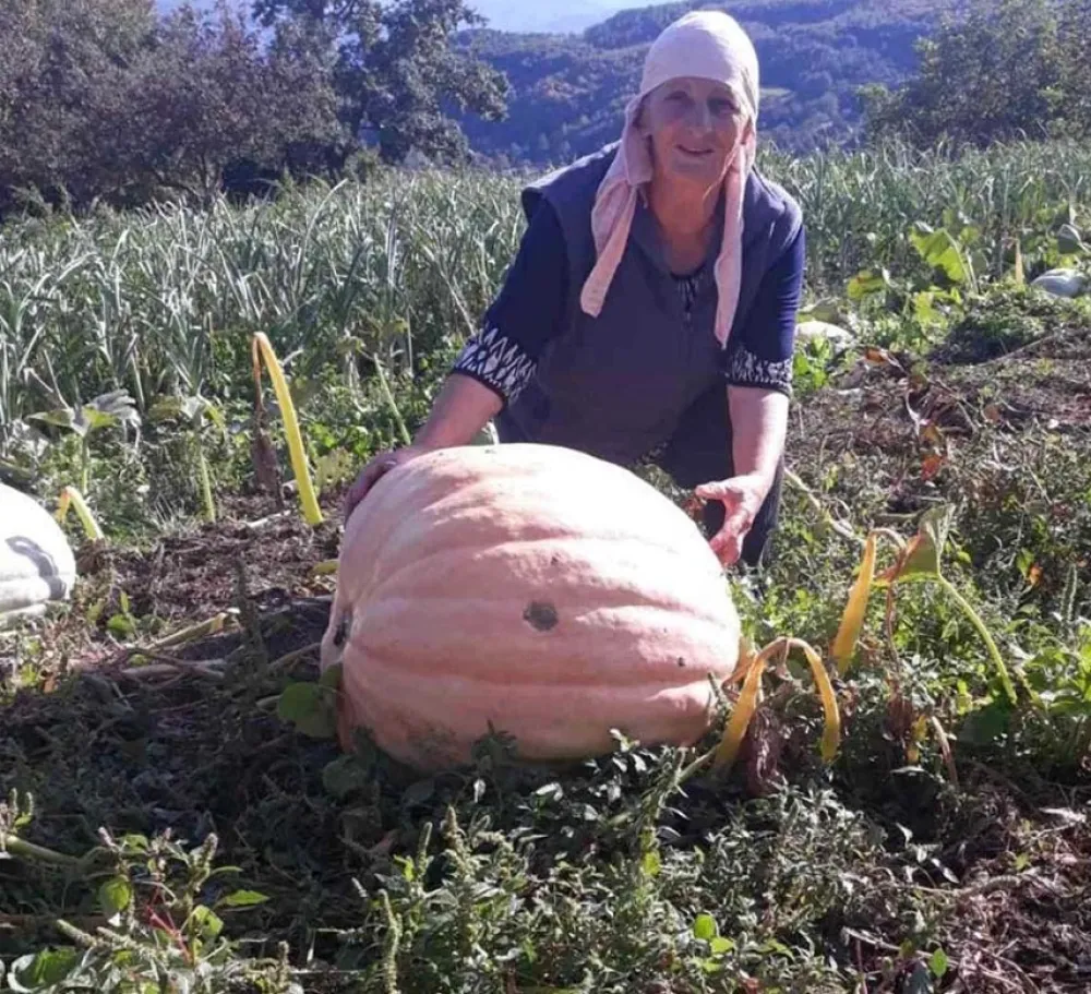 Tikva od 76 kilograma na imanju porodice Halilović