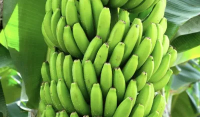Za&scaron;to bi trebalo da jedete zelene banane