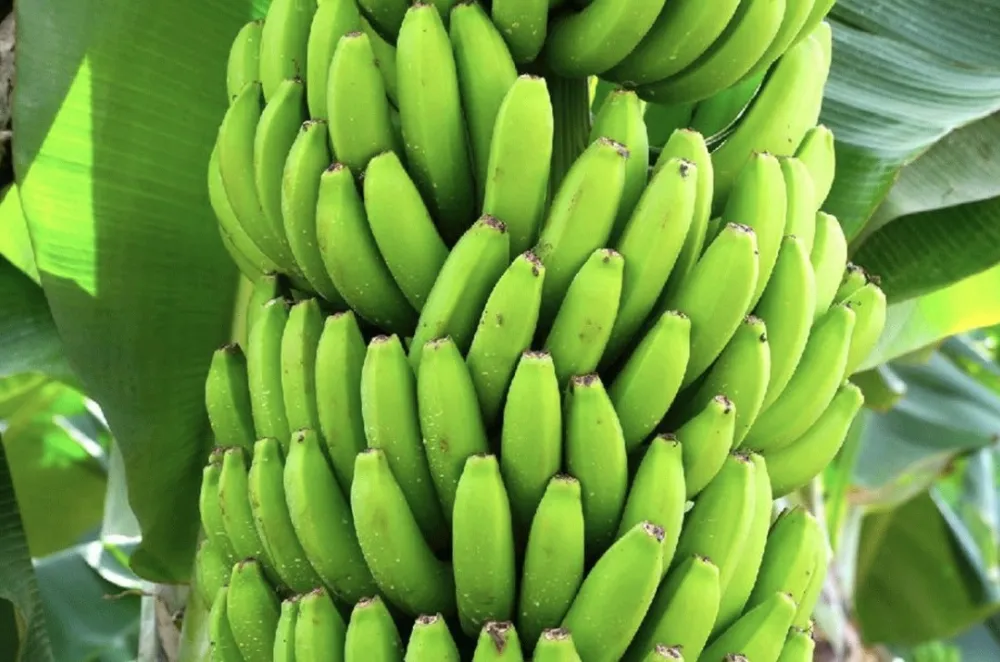 Za&scaron;to bi trebalo da jedete zelene banane