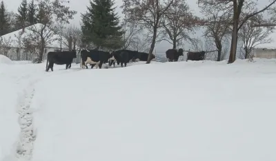 Nezbrinuta goveda u Beranama uni&scaron;tavaju njive i usjeve