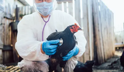 Nova epidemija ptičijeg gripa