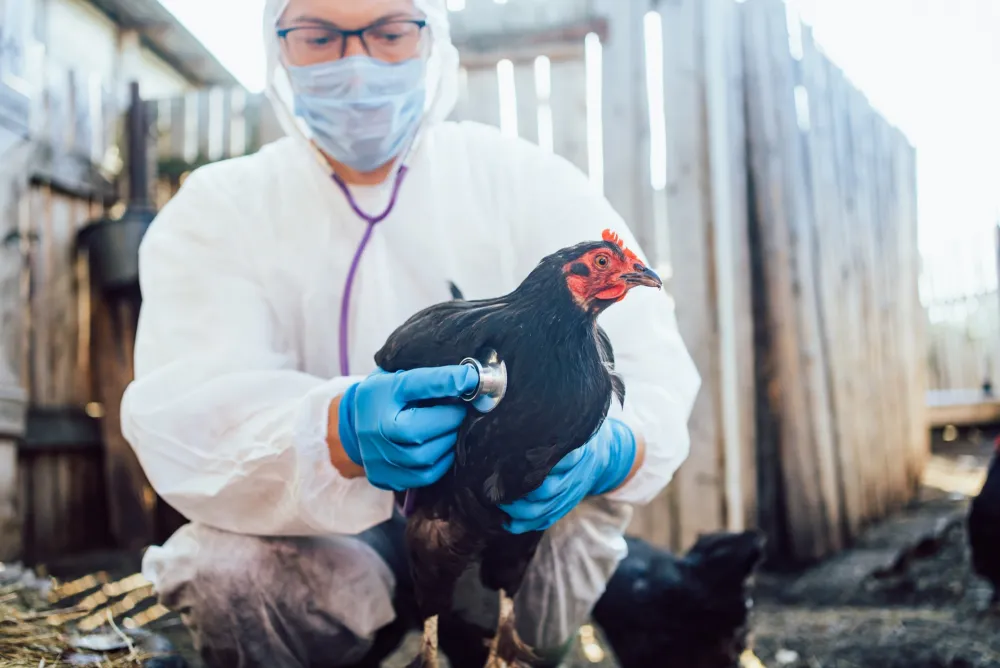 Nova epidemija ptičijeg gripa