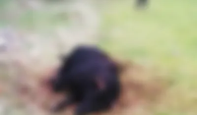 (VIDEO) U Banjanima medvjed usmrtio vola od 700 kila