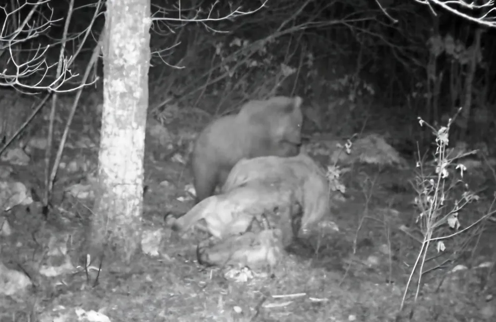 Zdravku Deliba&scaron;iću, u nik&scaron;ićkom selu Kamensko, medvjed u pet mjeseci usmrtio pet krava