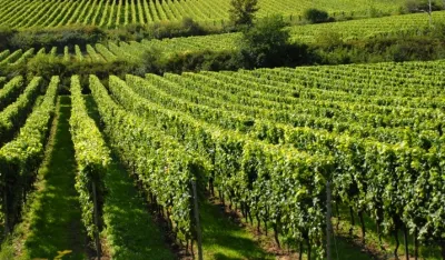 MP&Scaron;V: Javni poziv za dodjelu podr&scaron;ke investicijama u vinogradarstvu