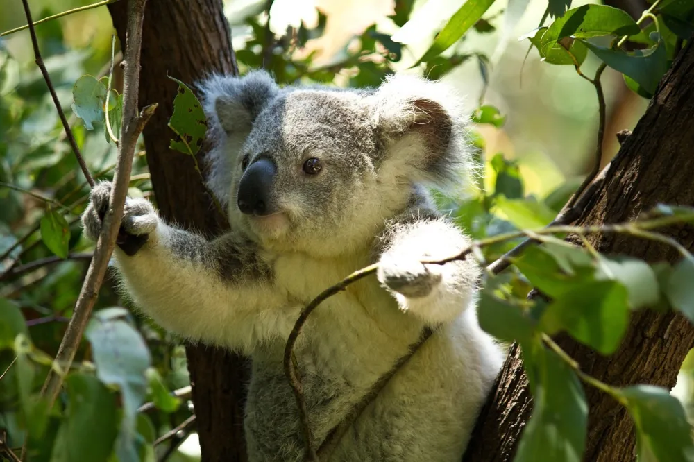 Snajperisti iz helikoptera ustrijelili vi&scaron;e od 700 koala da ne bi uginule od gladi i žeđi