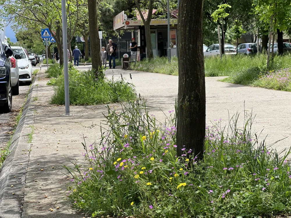 Građani Podgorice zamjeraju Zelenilu: Pojedini kvartovi kao savane