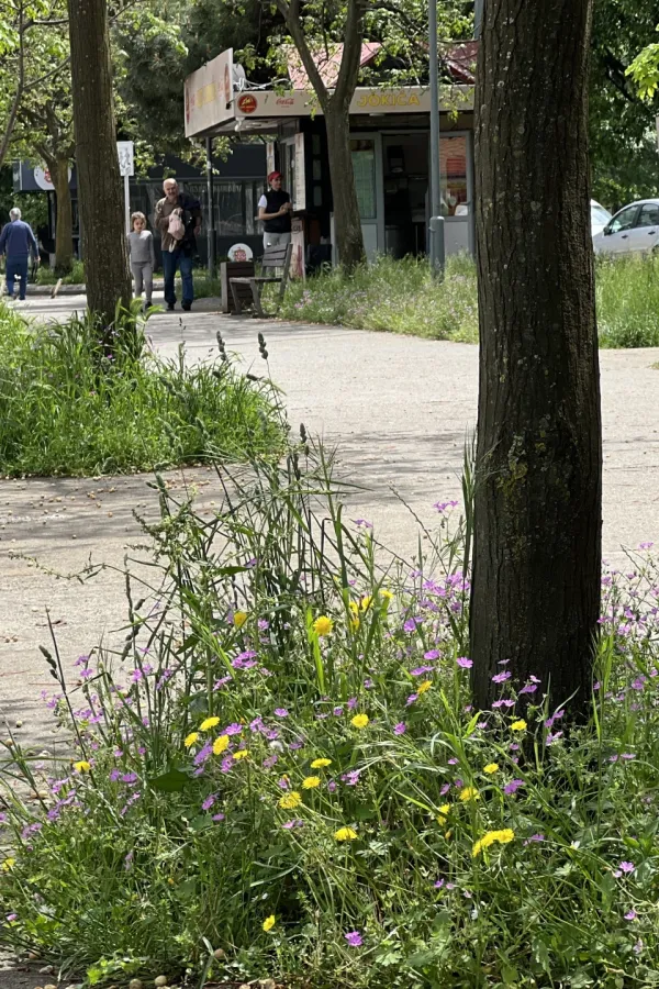 Građani Podgorice zamjeraju Zelenilu: Pojedini kvartovi kao savane