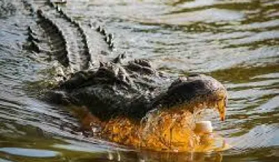 Putnici preživjeli 36 sati u močvari okruženi aligatorima nakon pada aviona