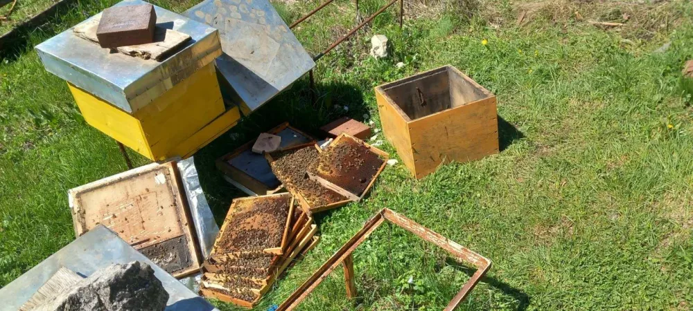 Medvjed uni&scaron;tio ko&scaron;nice u pivskom selu Boričje