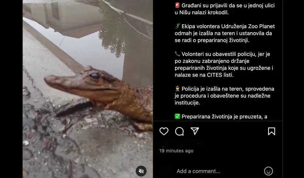 Ni&scaron;: Pronađen preparirani krokodil, intervenisala policija