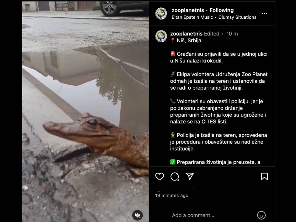Ni&scaron;: Pronađen preparirani krokodil, intervenisala policija