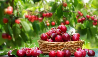 Japancu ukrali iz dvori&scaron;ta 200 kilograma tre&scaron;anja vrijednih blizu 7.000 eura