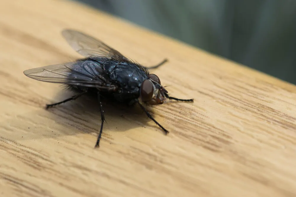 Pet načina da se rije&scaron;ite dosadnih muva