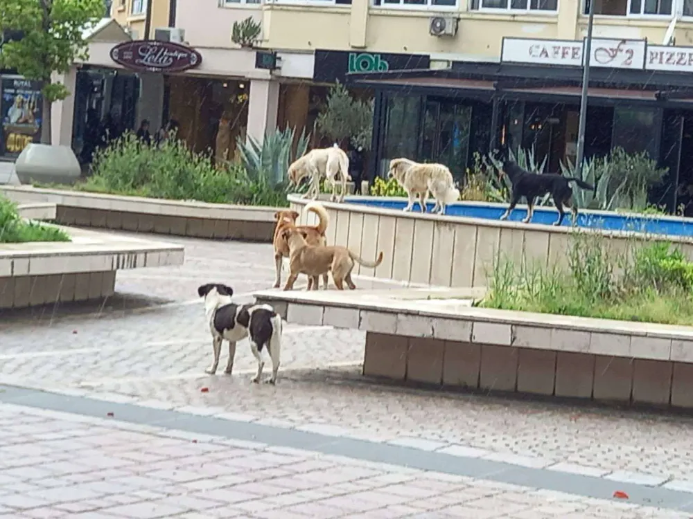 U parkovima mogu postaviti hranili&scaron;ta za napu&scaron;tene pse