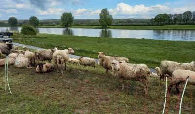 Opasna zarazna bolest, kuga malih preživara, stigla do granice