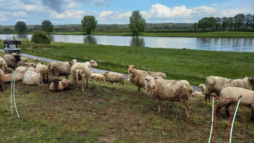 Opasna zarazna bolest, kuga malih preživara, stigla do granice