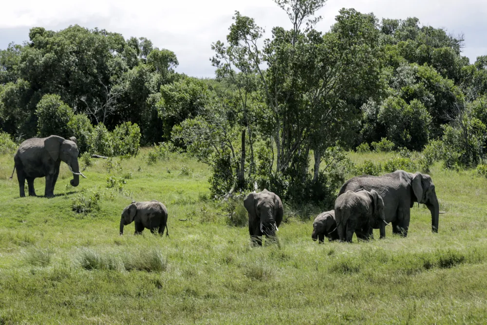 Slonica ubila dvije žene na safariju u Zambiji