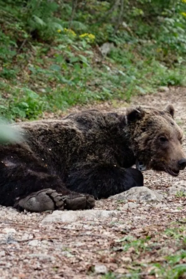 Akcija CZIP-a i zaposlenih iz NP Durmitor: Medvjedu stavili satelitsku ogrlicu