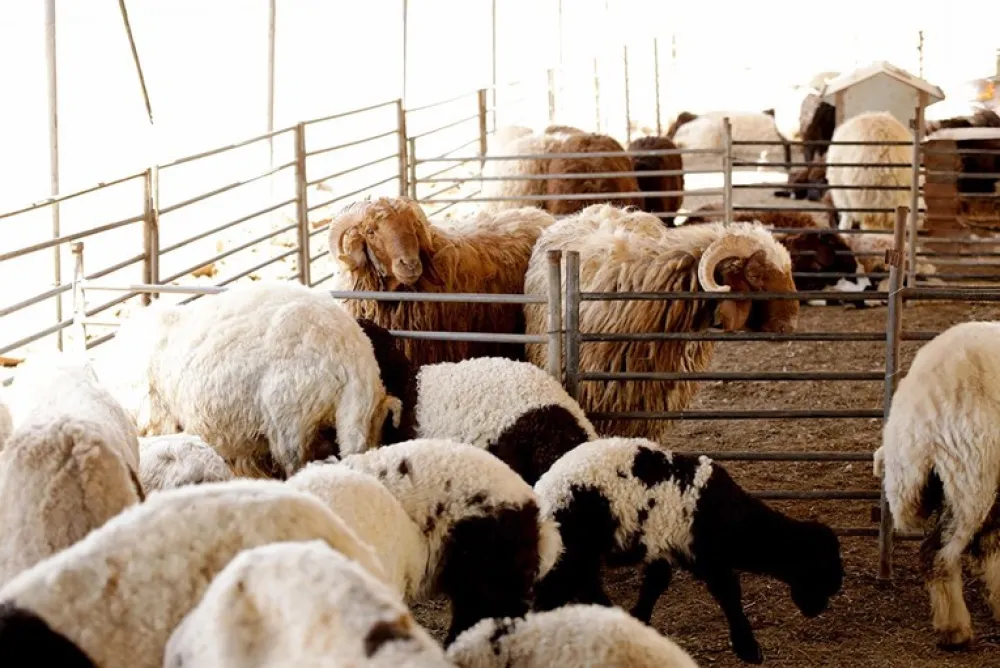 Pojačan veterinarski nadzor u vi&scaron;e op&scaron;tina: Tuzi, Zeta, Bar i Ulcinj zone visokog rizika