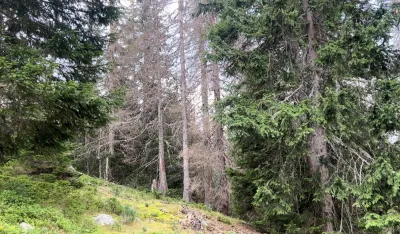 Krivične prijave protiv dvije osobe zbog protivpravne sječe &scaron;ume u NP Prokletije i zloupotrebe službenog položaja