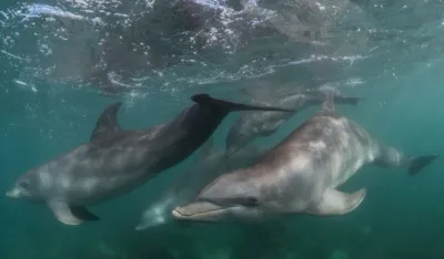 (VIDEO) Delfin snimljen u akvatorijumu između Bečića i ostrva Seti NIkola