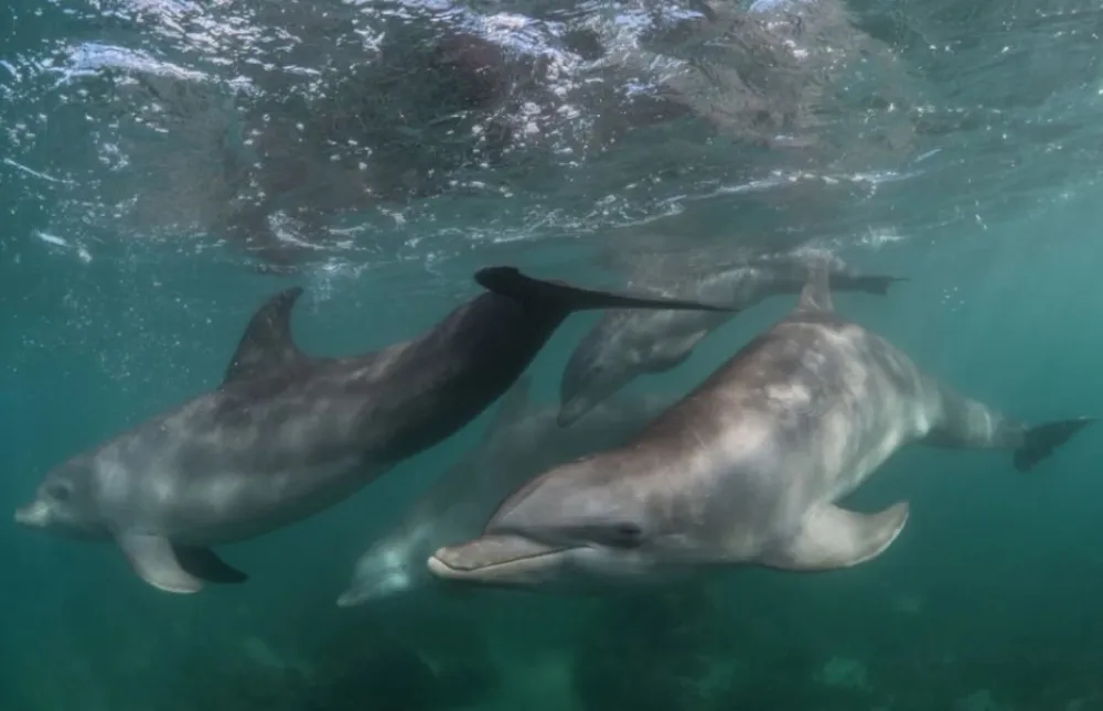 (VIDEO) Delfin snimljen u akvatorijumu između Bečića i ostrva Seti NIkola