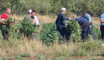 &Scaron;ćepanović: Ulična vrijednost zaplijenjene marihuane oko 10 miliona eura