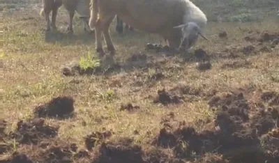 (VIDEO) Divlje svinje preorale njive i uni&scaron;tile usjeve u Lijevoj Rijeci
