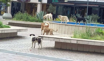 U pripremi novi propis o kućnim ljubimcima: Veći stepen odgovornosti vlasnika pasa i mačaka