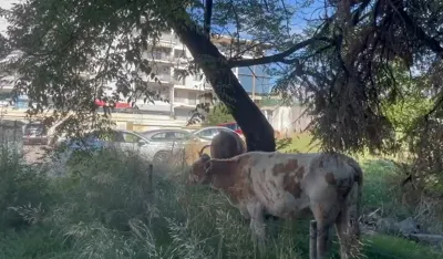 Krave u centru grada