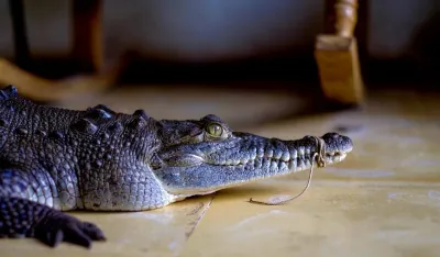 (VIDEO) Krokodil u&scaron;etao u hotel "&Scaron;eraton"