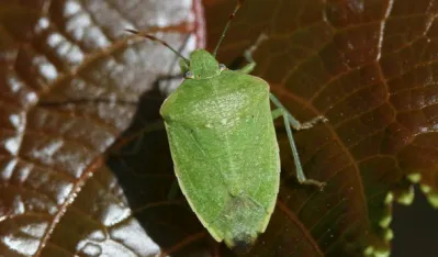 Evo kako da se na prirodan način rije&scaron;ite smrdibuba