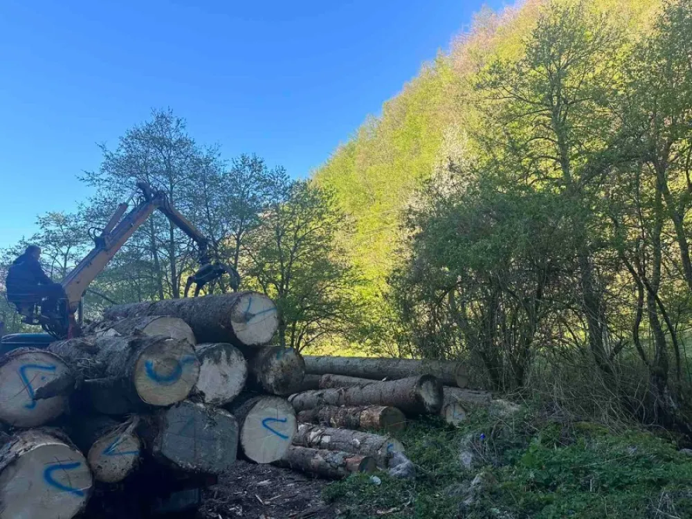 Vlasniku pilane krivična prijava, vr&scaron;io nelegalnu sječu čamove građe na Jelovici