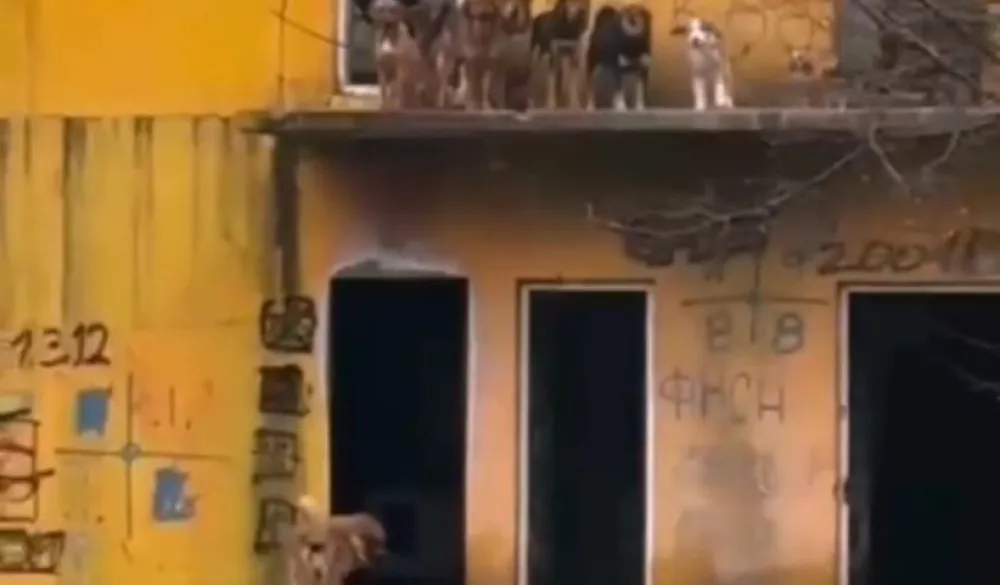 (VIDEO) Akcija za desetku: Djevojke iz Nik&scaron;ića kajakom spasile pse iz poplavljene kuće
