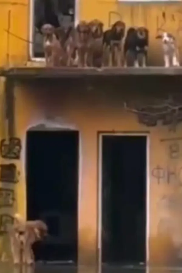 (VIDEO) Akcija za desetku: Djevojke iz Nik&scaron;ića kajakom spasile pse iz poplavljene kuće