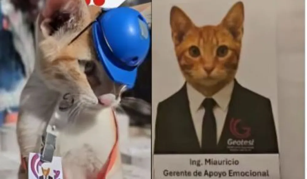 Firma zaposlila mačka kao "menadžera za emocionalnu podr&scaron;ku", dobio i uniformu