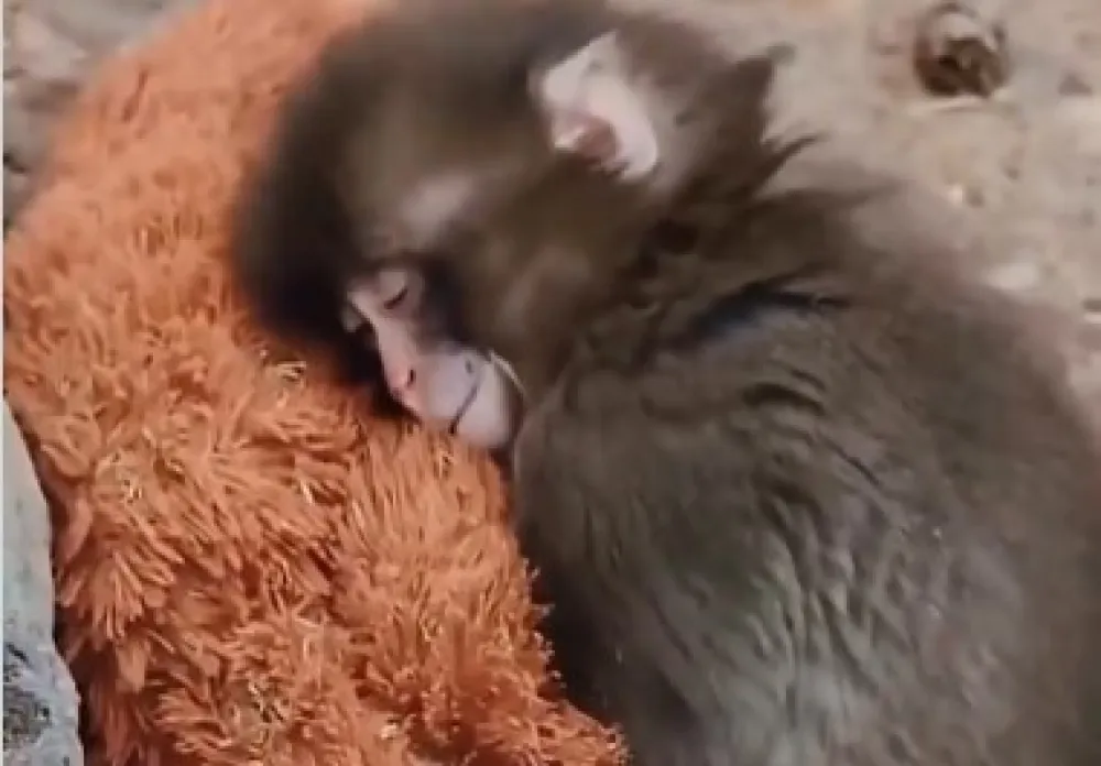(VIDEO) Stručnjaci su utvrdili za&scaron;to je mama odbacila Panča