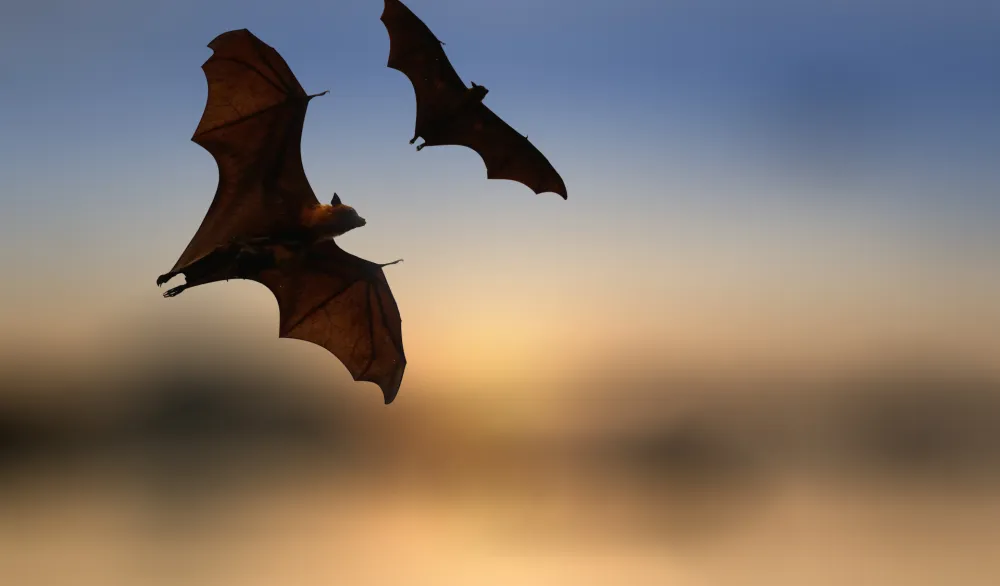 Danski grad bijelu rasvjetu na ulicama zamijenio crvenom da bi za&scaron;titio ugroženu vrstu