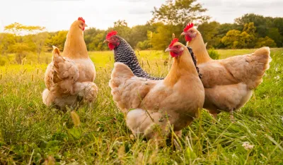 Krivične prijave protiv farmera iz Bijelog Polja zbog &scaron;irenja ptičjeg gripa