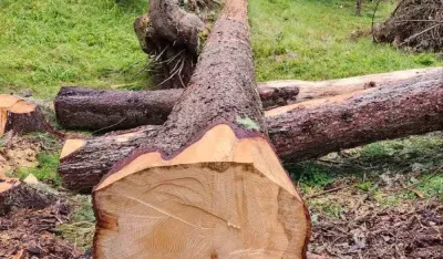 Siječemo šume zbog rezane građe, uvezli namještaj za 61,8 miliona