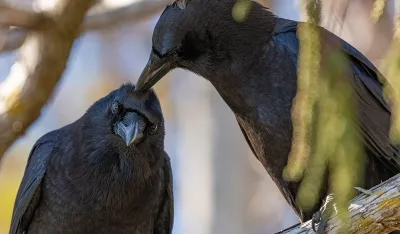 Na lo&scaron;em su glasu, ali su izuzetno inteligentna bića koja pamte ljudska lica