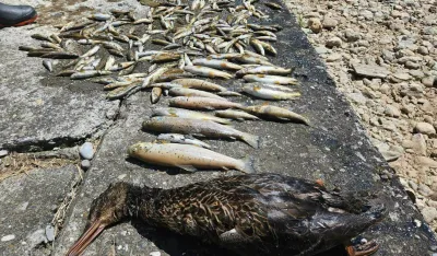 Formiran predmet povodom pomora ribe u Rožajama
