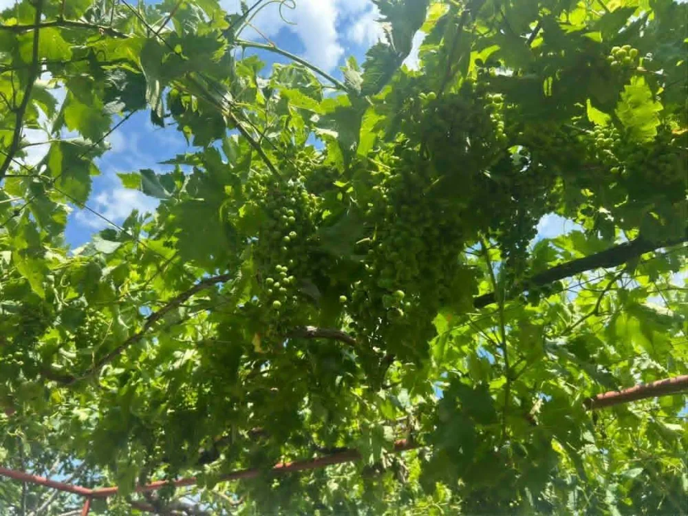 Štetu od grada prijavilo 20 građana
