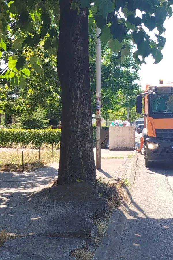 Drveće koje je podiglo trotore u Ulici 8. marta mora da se posiječe