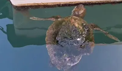 (VIDEO) Morska kornjača u barskoj marini
